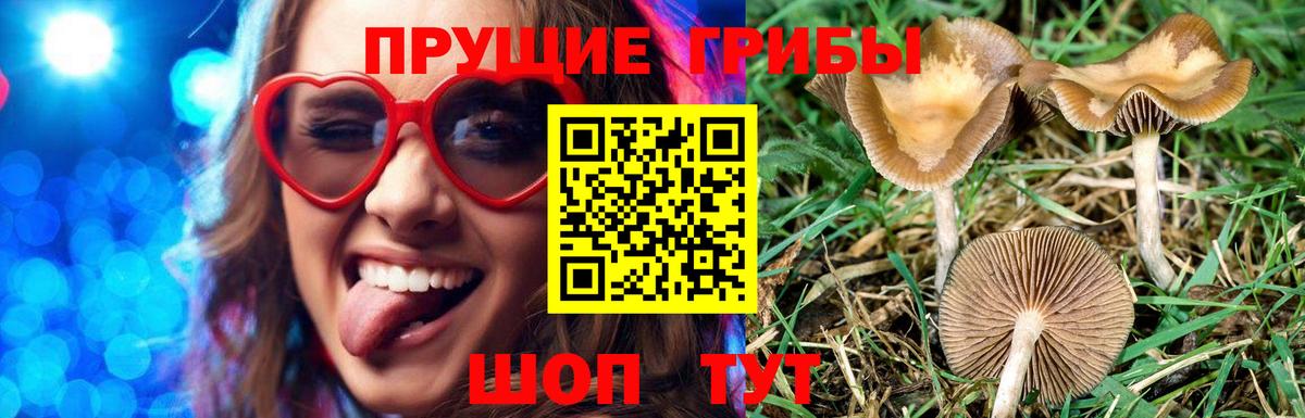 Галлюциногенные грибы Cubensis Аргун